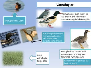                        VatnafuglarAndfuglar lifa á vatni Karlfuglinn er ávalt stærri og hjá öndum er hann yfirleitt mun skrautlegri en kvenfuglinn Lómur Auk andfuglanna eru hér tveir vatnafuglar, sem hafa lífshætti ekki ósvipaða og hjá öndum HimbrimiAndfuglar hafa sundfit milli tánna og goggur margra er flatur með hyrnistönnumSumir vatnafuglar  borða gras Það auðveldar þeim að sía fæðu úr vatni