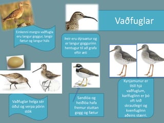 VaðfuglarEinkenni margra vaðfugla eru langur goggur, langir fætur og langur hálsÞeir eru dýraætur og er langur goggurinn hentugur til að grafa eftir æti Kynjamunur er lítill hjá   vaðfuglum, karlfuglinn er þó oft ívið skrautlegri og kvenfuglinn aðeins stærri.Vaðfuglar helga sér óðul og verpa pörin stök Sandlóa og heiðlóa hafa fremur stuttan gogg og fætur