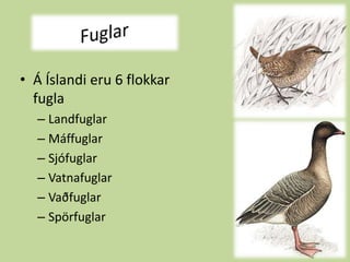 FuglarÁ Íslandi eru 6 flokkar fuglaLandfuglarMáffuglarSjófuglar Vatnafuglar Vaðfuglar Spörfuglar 