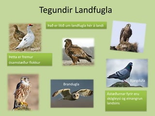 Tegundir LandfuglaÞað er lítið um landfugla hér á landiFálkiRjúpaHaförnÞetta er fremur ósamstæður flokkurBjargdúfaBranduglaÁstæðurnar fyrir eru skógleysi og einangrun landsinsSmyrill