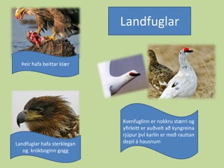 LandfuglarÞeir hafa beittar klærKvenfuglinn er nokkru stærri og yfirleitt er auðvelt að kyngreina rjúpur því karlin er með rauttan depil á hausnumLandfuglar hafa sterklegan og  krókboginn gogg 