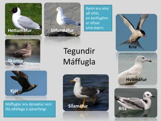 Kynin eru eins að útliti, en karlfuglinn er oftast smá stærri.HettumáfurSilfurmáfurKríaTegundir MáffuglaSkúmurHvítmáfurKjóiMáffuglar eru dýraætur sem lifa aðallega á sjávarfangiSílamáfurRita