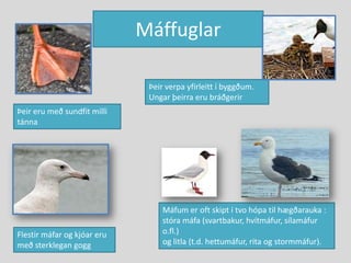 MáffuglarÞeir verpa yfirleitt í byggðum. Ungar þeirra eru bráðgerirÞeir eru með sundfit milli tánnaMáfum er oft skipt í tvo hópa til hægðarauka :stóra máfa (svartbakur, hvítmáfur, sílamáfur o.fl.) og litla (t.d. hettumáfur, rita og stormmáfur).Flestir máfar og kjóar eru með sterklegan gogg