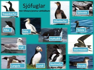    SjófuglarÞeir tilheyra þremur ættbálkum SjósvalaToppskarfurDílaskarfurÁlkaTeistaSúlaHaftyðillFýllStormsvalaStuttnefjaLangvíaLundiSkrofa