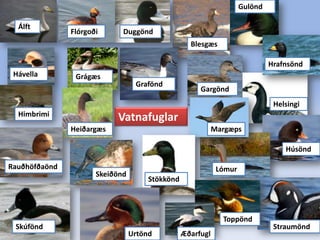 GulöndÁlft tFlórgoðiDuggönd tBlesgæs tHrafnsöndHávellaGrágæsGrafönd tGargönd HelsingiVatnafuglarHimbrimiHeiðargæsMargæpsHúsöndRauðhöfðaönd LómurSkeiðöndStökköndToppöndSkúföndStraumöndUrtöndÆðarfugl