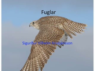 Fuglar Sigurður Vilhelm Kristjánsson 