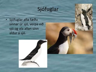 SjófuglarSjófuglar afla fæðu sinnar úr sjó, verpa við sjó og ala allan sinn aldur á sjó.