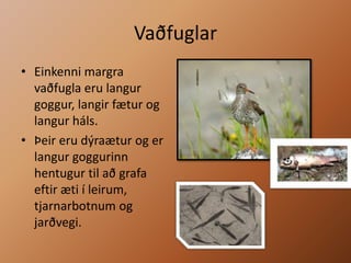 VaðfuglarEinkenni margra vaðfugla eru langur goggur, langir fætur og langur háls.Þeir eru dýraætur og er langur goggurinn hentugur til að grafa eftir æti í leirum, tjarnarbotnum og jarðvegi. 