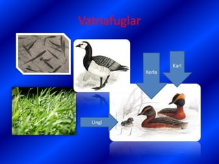 VatnafuglarKarl KerlaUngi 