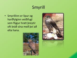 SmyrillSmyrillinn er lipur og harðfylginn veiðifugl sem flýgur hratt þreytir oft bráð sína með því að elta hana. 