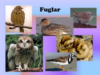 Fuglar 