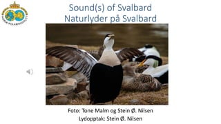 Sound(s) of Svalbard
Naturlyder på Svalbard
Foto: Tone Malm og Stein Ø. Nilsen
Lydopptak: Stein Ø. Nilsen
 