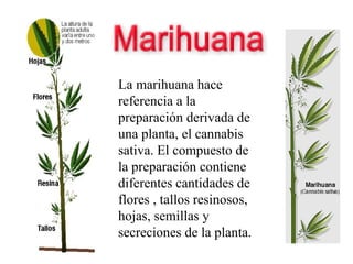 La marihuana hace referencia a la preparación derivada de una planta, el cannabis sativa. El compuesto de la preparación contiene diferentes cantidades de flores , tallos resinosos, hojas, semillas y secreciones de la planta.  