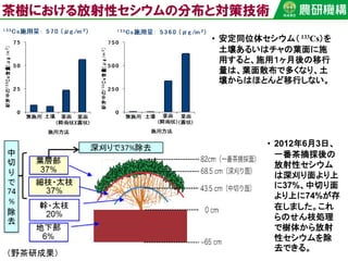 • 安定同位体セシウム（ 133Cs）を
土壌あるいはチャの葉面に施
用すると、施用１ヶ月後の移行
量は、葉面散布で多くなり、土
壌からはほとんど移行しない。
• 2012年6月3日、
一番茶摘採後の
放射性セシウム
は深刈り面より上
に37%、中切り面
より上に74%が存
在しました。これ
らのせん枝処理
で樹体から放射
性セシウムを除
去できる。
（野茶研成果）
茶樹における放射性セシウムの分布と対策技術
 