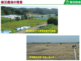 被災農地の情景
農地除染モデル事業実施中の圃場
浜地域の水田（平成25年４月）
 