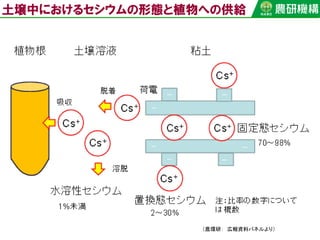 （農環研： 広報資料パネルより）
土壌中におけるセシウムの形態と植物への供給
 