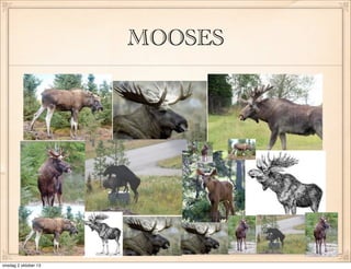 MOOSES
onsdag 2 oktober 13
 