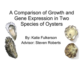 A Comparison of Growth and Gene Expression in Two Species of Oysters By: Katie Fulkerson Advisor: Steven Roberts By: Katie Fulkerson Advisor: Steven Roberts 