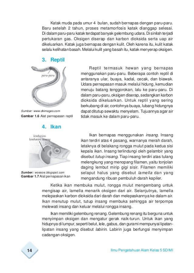 77 Koleksi Gambar Organ Pernapasan Hewan Reptil Gratis Terbaik