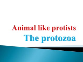 The protozoa
 