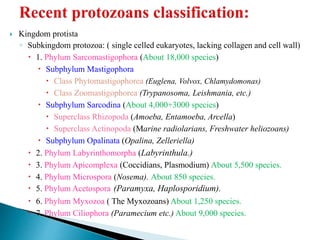  Kingdom protista
◦ Subkingdom protozoa: ( single celled eukaryotes, lacking collagen and cell wall)
 1. Phylum Sarcomastigophora (About 18,000 species)
 Subphylum Mastigophora
 Class Phytomastigophorea (Euglena, Volvox, Chlamydomonas)
 Class Zoomastigophorea (Trypanosoma, Leishmania, etc.)
 Subphylum Sarcodina (About 4,000+3000 species)
 Superclass Rhizopoda (Amoeba, Entamoeba, Arcella)
 Superclass Actinopoda (Marine radiolarians, Freshwater heliozoans)
 Subphylum Opalinata (Opalina, Zelleriella)
 2. Phylum Labyrinthomorpha (Labyrinthula.)
 3. Phylum Apicomplexa (Coccidians, Plasmodium) About 5,500 species.
 4. Phylum Microspora (Nosema). About 850 species.
 5. Phylum Acetospora (Paramyxa, Haplosporidium).
 6. Phylum Myxozoa ( The Myxozoans) About 1,250 species.
 7. Phylum Ciliophora (Paramecium etc.) About 9,000 species.
 