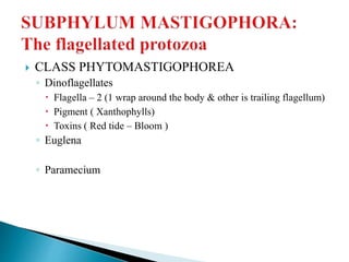  CLASS PHYTOMASTIGOPHOREA
◦ Dinoflagellates
 Flagella – 2 (1 wrap around the body & other is trailing flagellum)
 Pigment ( Xanthophylls)
 Toxins ( Red tide – Bloom )
◦ Euglena
◦ Paramecium
 