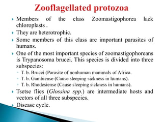 Members of the class Zoomastigophorea lack
chloroplasts .
 They are heterotrophic.
 Some members of this class are important parasites of
humans.
 One of the most important species of zoomastigophoreans
is Trypanosoma brucei. This species is divided into three
subspecies:
◦ T. b. Brucei (Parasite of nonhuman mammals of Africa.
◦ T. b. Gambiense (Cause sleeping sickness in humans).
◦ T. b. Rhodesiense (Cause sleeping sickness in humans).
 Tsetse flies (Glossina spp.) are intermediate hosts and
vectors of all three subspecies.
 Disease cycle.
 