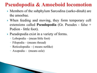  Members of the subphylum Sarcodina (sarko-dinah) are
the amoebae.
 When feeding and moving, they form temporary cell
extensions called Pseudopodia (Gr. Pseudes - false +
Podion - little foot).
 Pseudopodia exist in a variety of forms.
◦ Lobopodia – (mean little foot)
◦ Filopodia – (means thread)
◦ Reticulopodia – ( means netlike)
◦ Axopodia – (means axle)
 
