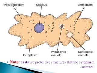  Note: Tests are protective structures that the cytoplasm
secretes.
 