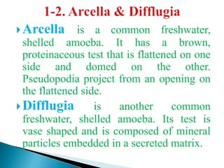 Arcella is a common freshwater,
shelled amoeba. It has a brown,
proteinaceous test that is flattened on one
side and domed on the other.
Pseudopodia project from an opening on
the flattened side.
Difflugia is another common
freshwater, shelled amoeba. Its test is
vase shaped and is composed of mineral
particles embedded in a secreted matrix.
 