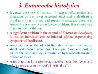  It causes dysentery in humans. It causes Inflammation and
ulceration of the lower intestinal tract and a debilitating
diarrhea – It is a blood and mucus characterize dysentery.
Amoebic dysentery is a worldwide problem. It is caused due
to unsanitary conditions.
 A significant problem in the control of Entamoeba histolytica
is that an individual can be infected without experiencing
symptoms of the disease.
 Amoebae live in the folds of the intestinal wall, feeding on
starch and mucoid secretions. They pass from one host to
another in the form of cysts transmitted by fecal contamination
of food or water.
 After ingestion by a new host, amoebae leave their cysts and
take up residence in the host’s intestinal wall.
 