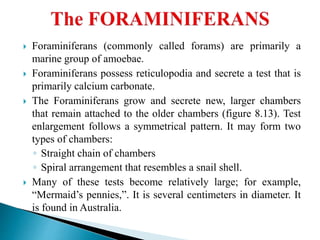  Foraminiferans (commonly called forams) are primarily a
marine group of amoebae.
 Foraminiferans possess reticulopodia and secrete a test that is
primarily calcium carbonate.
 The Foraminiferans grow and secrete new, larger chambers
that remain attached to the older chambers (figure 8.13). Test
enlargement follows a symmetrical pattern. It may form two
types of chambers:
◦ Straight chain of chambers
◦ Spiral arrangement that resembles a snail shell.
 Many of these tests become relatively large; for example,
“Mermaid’s pennies,”. It is several centimeters in diameter. It
is found in Australia.
 