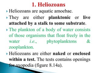  Heliozoans are aquatic amoebae.
 They are either planktonic or live
attached by a stalk to some substrate.
 The plankton of a body of water consists
of those organisms that float freely in the
water i.e., phytoplanktons &
zooplankton.
 Heliozoans are either naked or enclosed
within a test. The tests contains openings
for axopodia (figure 8.14a).
 