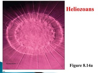 Figure 8.14a
Heliozoans
 