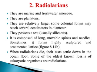  They are marine and freshwater amoebae.
 They are planktons.
 They are relatively large; some colonial forms may
reach several centimeters in diameter.
 They possess a test (usually siliceous).
 It is composed of long, movable spines and needles.
Sometimes, it forms highly sculptured and
ornamented lattice (figure 8.14b).
 When radiolarians die, their tests settle down in the
ocean floor. Some of the oldest known fossils of
eukaryotic organisms are radiolarians.
 
