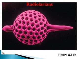 Radiolarians
Figure 8.14b
 