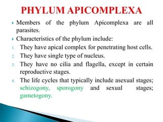  Members of the phylum Apicomplexa are all
parasites.
 Characteristics of the phylum include:
1. They have apical complex for penetrating host cells.
2. They have single type of nucleus.
3. They have no cilia and flagella, except in certain
reproductive stages.
4. The life cycles that typically include asexual stages;
schizogony, sporogony and sexual stages;
gametogony.
 