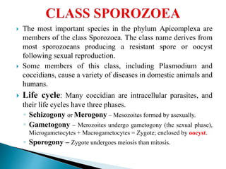  The most important species in the phylum Apicomplexa are
members of the class Sporozoea. The class name derives from
most sporozoeans producing a resistant spore or oocyst
following sexual reproduction.
 Some members of this class, including Plasmodium and
coccidians, cause a variety of diseases in domestic animals and
humans.
 Life cycle: Many coccidian are intracellular parasites, and
their life cycles have three phases.
◦ Schizogony or Merogony – Mesozoites formed by asexually.
◦ Gametogony – Merozoites undergo gametogony (the sexual phase),
Microgametocytes + Macrogametocytes = Zygote; enclosed by oocyst.
◦ Sporogony – Zygote undergoes meiosis than mitosis.
 