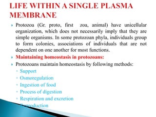  Protozoa (Gr. proto, first zoa, animal) have unicellular
organization, which does not necessarily imply that they are
simple organisms. In some protozoan phyla, individuals group
to form colonies, associations of individuals that are not
dependent on one another for most functions.
 Maintaining homeostasis in protozoans:
 Protozoans maintain homeostasis by following methods:
◦ Support
◦ Osmoregulation
◦ Ingestion of food
◦ Process of digestion
◦ Respiration and excretion
◦ Reproduction
 