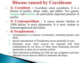  2) Coccidiosis : Coccidians cause coccidiosis. It is a
disease of poultry, sheep, cattle, and rabbits. Two genera,
Isospora and Eimeria, are particularly important parasites of
poultry.
 3) Cryptosporidium : It causes chronic diarrhea in
AIDS patient. It resist chlorination. It is most virulent in
immunosuppressed individuals.
 4) Toxoplasmosis :
 Toxoplasmosis is a disease of mammals, including humans, and
birds.
 Sexual reproduction of Toxoplasma occurs primarily in cats.
 Infections occur when oocysts are ingested with food
contaminated by cat feces, or when meat containing encysted
merozoites is eaten raw or poorly cooked.
 Most infections in humans are with out any symptoms and once
infection occurs than an effective immunity develops.
 