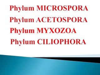 Phylum MYXOZOA
 