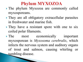  The phylum Myxozoa are commonly called
myxosporeans.
 They are all obligatory extracellular parasites
in freshwater and marine fish.
 They have a resistant spore with one to six
coiled polar filaments.
 The most economically important
myxosporean is Myxosoma cerebralis, which
infects the nervous system and auditory organs
of trout and salmon, causing whirling or
tumbling disease.
 