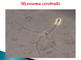 Myxosoma cerebralis
 