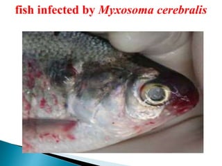 fish infected by Myxosoma cerebralis
 