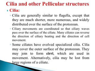  Cilia:
◦ Cilia are generally similar to flagella, except that
they are much shorter, more numerous, and widely
distributed over the surface of the protozoan.
◦ Ciliary movements are coordinated so that ciliary waves
pass over the surface of the ciliate. Many ciliates can reverse
the direction of ciliary beating and the direction of cell
movement.
◦ Some ciliates have evolved specialized cilia. Cilia
may cover the outer surface of the protozoan. They
may join to form cirri, which are used in
movement. Alternatively, cilia may be lost from
large regions of a ciliate.
 