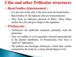 Cilia and other Pellicular structures
 Basal bodies (kinetosomes) :
 It is the root of the cilia. Cilia arise from the basal bodies.
 Basal bodies of the adjacent cilia are interconnected.
 They form an elaborate network of fibers. These fibers
anchor the cilia and give shape to the organism.
 Trichocysts :
 Trichocysts are pellicular structures primarily used for
protection.
 They are rodlike or oval organelles oriented perpendicular
to the plasma membrane. In Paramecium, they have a
“golf tee” appearance.
 The pellicle can discharge trichocysts, which then remain
connected to the body by a sticky thread (figure 8.18).
 