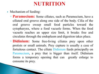  Mechanism of feeding:
◦ Paramecium: Some ciliates, such as Paramecium, have a
ciliated oral groove along one side of the body. Cilia of the
oral groove sweep small food particles toward the
cytopharynx, where a food vacuole forms. When the food
vacuole reaches an upper size limit, it breaks free and
circulates through the endoplasm and digestion takes place.
◦ Didinium: Some free-living ciliates prey upon other
protists or small animals. Prey capture is usually a case of
fortuitous contact. The ciliate Didinium feeds principally on
Paramecium, a prey that is bigger than itself. Didinium
forms a temporary opening that can greatly enlarge to
consume its prey.
 