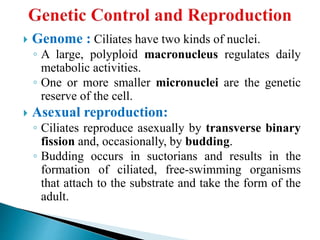  Genome : Ciliates have two kinds of nuclei.
◦ A large, polyploid macronucleus regulates daily
metabolic activities.
◦ One or more smaller micronuclei are the genetic
reserve of the cell.
 Asexual reproduction:
◦ Ciliates reproduce asexually by transverse binary
fission and, occasionally, by budding.
◦ Budding occurs in suctorians and results in the
formation of ciliated, free-swimming organisms
that attach to the substrate and take the form of the
adult.
 