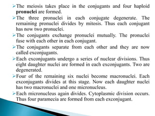 The meiosis takes place in the conjugants and four haploid
pronuclei are formed.
The three pronuclei in each conjugate degenerate. The
remaining pronuclei divides by mitosis. Thus each conjugant
has now two pronuclei.
The conjugants exchange pronuclei mutually. The pronuclei
fuse with each other in each conjugant.
The conjugants separate from each other and they are now
called exconjugants.
Each exconjugants undergo a series of nuclear divisions. Thus
eight daughter nuclei are formed in each exconjugants. Two are
degenerated.
Four of the remaining six nuclei become macronuclei. Each
exconjugants divides at this stage. Now each daughter nuclei
has two macronuclei and one micronucleus.
Each micronucleus again divides. Cytoplasmic division occurs.
Thus four paramecia are formed from each exconjugant.
 