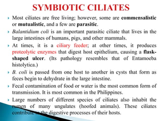  Most ciliates are free living; however, some are commensalistic
or mutualistic, and a few are parasitic.
 Balantidium coli is an important parasitic ciliate that lives in the
large intestines of humans, pigs, and other mammals.
 At times, it is a ciliary feeder; at other times, it produces
proteolytic enzymes that digest host epithelium, causing a flask-
shaped ulcer. (Its pathology resembles that of Entamoeba
histolytica.)
 B. coli is passed from one host to another in cysts that form as
feces begin to dehydrate in the large intestine.
 Fecal contamination of food or water is the most common form of
transmission. It is most common in the Philippines.
 Large numbers of different species of ciliates also inhabit the
rumen of many ungulates (hoofed animals). These ciliates
contribute to the digestive processes of their hosts.
 